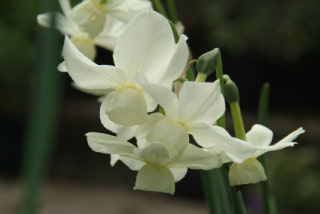 Narcissus 'Petrel' bestellen